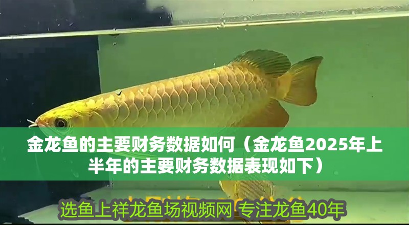 金龍魚的主要財(cái)務(wù)數(shù)據(jù)如何（金龍魚2025年上半年的主要財(cái)務(wù)數(shù)據(jù)表現(xiàn)如下）