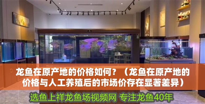 龍魚在原產地的價格如何？（龍魚在原產地的價格與人工養殖后的市場價存在顯著差異） 龍魚在原產地的價格如何？（龍魚在原產地的價格與人工養殖后的市場價存在顯著差異） 龍魚百科
