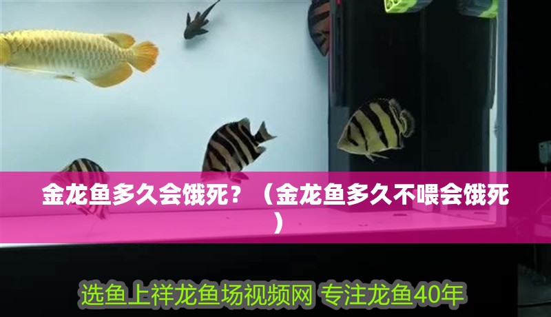 金龍魚多久會餓死？（金龍魚多久不喂會餓死）