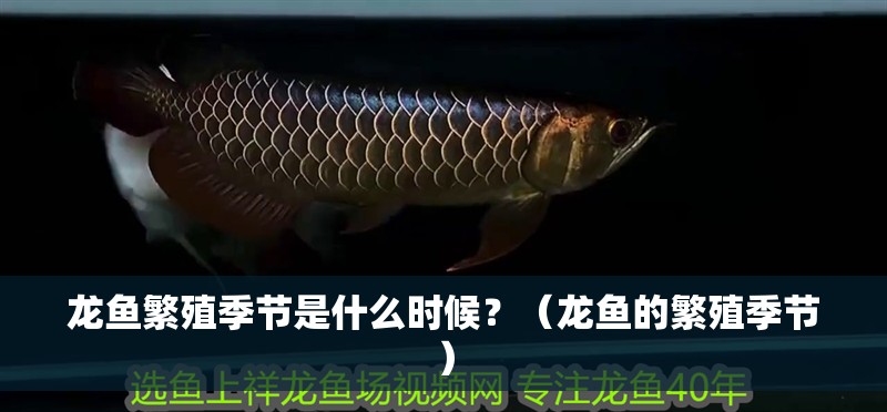 龍魚繁殖季節是什么時候？（龍魚的繁殖季節） 龍魚繁殖季節是什么時候？（龍魚的繁殖季節） 龍魚百科