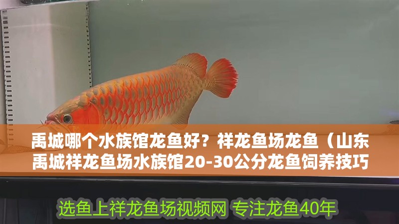禹城哪個水族館龍魚好？祥龍魚場龍魚（山東禹城祥龍魚場水族館20-30公分龍魚飼養(yǎng)技巧與注意事項）