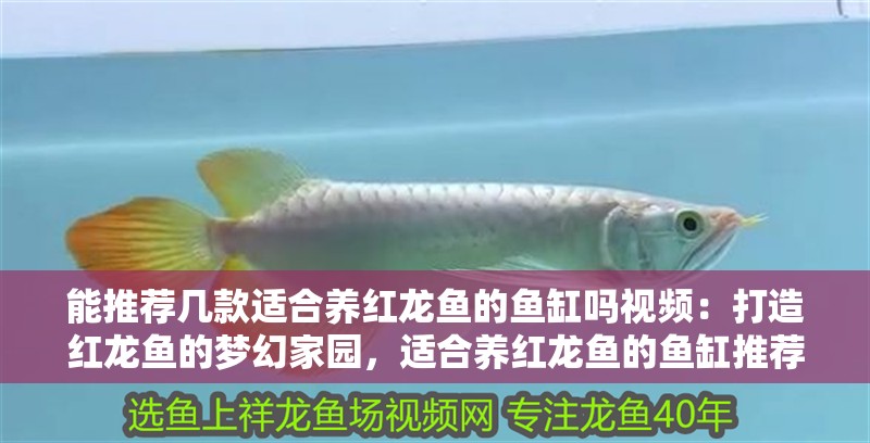 能推薦幾款適合養紅龍魚的魚缸嗎視頻：打造紅龍魚的夢幻家園，適合養紅龍魚的魚缸推薦（適合養紅龍魚的魚缸推薦）