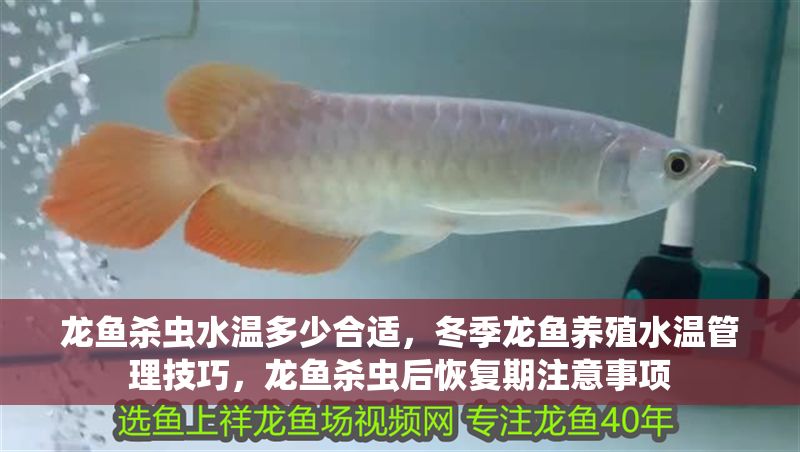 龍魚殺蟲水溫多少合適，冬季龍魚養殖水溫管理技巧，龍魚殺蟲后恢復期注意事項