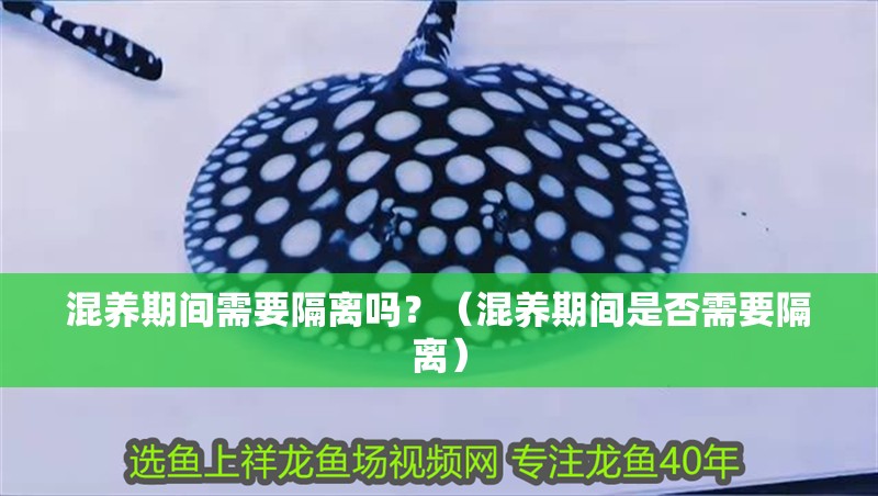 混養期間需要隔離嗎？（混養期間是否需要隔離）