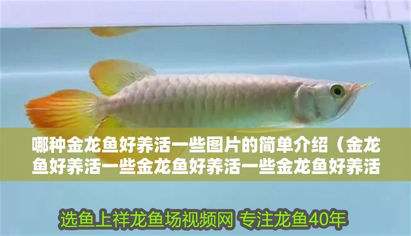 哪種金龍魚好養活一些圖片的簡單介紹（金龍魚好養活一些金龍魚好養活一些金龍魚好養活一些）
