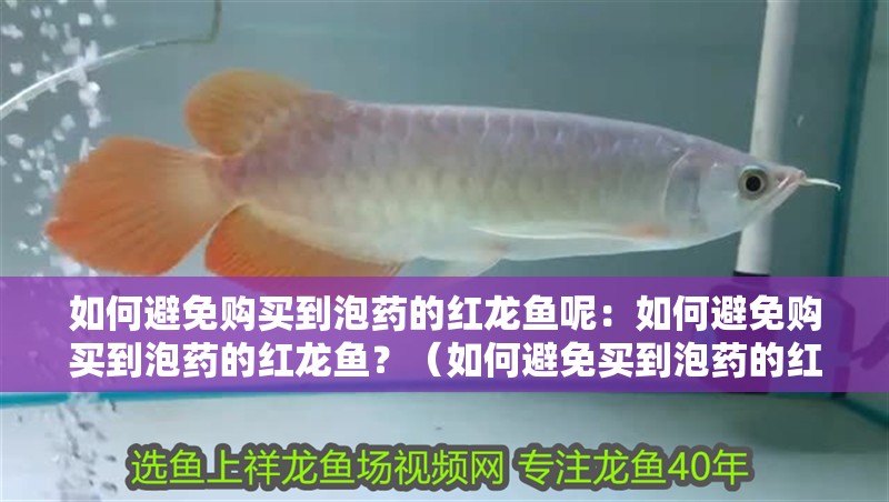 如何避免購買到泡藥的紅龍魚呢：如何避免購買到泡藥的紅龍魚？（如何避免買到泡藥的紅龍魚）
