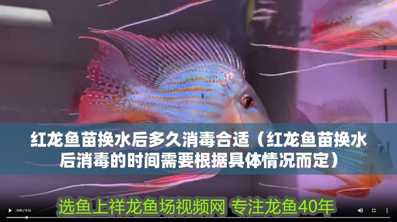紅龍魚苗換水后多久消毒合適（紅龍魚苗換水后消毒的時間需要根據具體情況而定）
