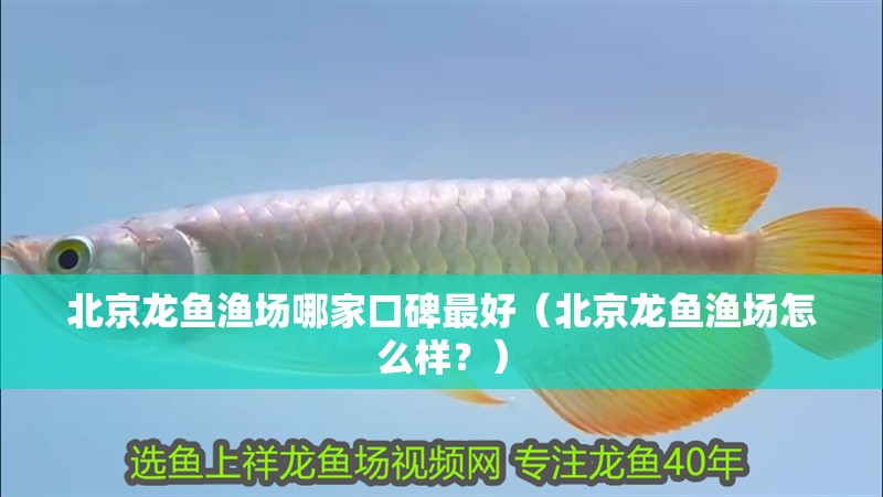 <strong><mark>北京</mark></strong>龍魚漁場哪家口碑最好（<strong><mark>北京</mark></strong>龍魚漁場怎么樣？）