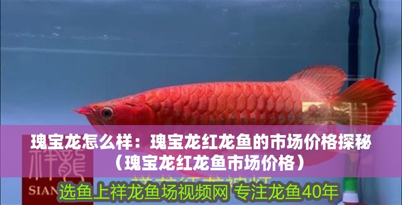 瑰寶龍怎么樣：瑰寶龍紅龍魚的市場價格探秘（瑰寶龍紅龍魚市場價格）