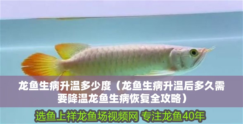 龍魚生病升溫多少度（龍魚生病升溫后多久需要降溫龍魚生病恢復(fù)全攻略）
