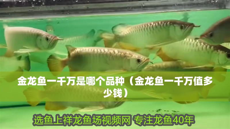 金龍魚一千萬是哪個品種（金龍魚一千萬值多少錢）