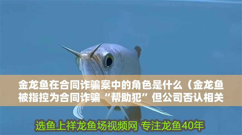 金龍魚(yú)在合同詐騙案中的角色是什么（金龍魚(yú)被指控為合同詐騙“幫助犯”但公司否認(rèn)相關(guān)指控） 金龍魚(yú)在合同詐騙案中的角色是什么（金龍魚(yú)被指控為合同詐騙“幫助犯”但公司否認(rèn)相關(guān)指控） 龍魚(yú)百科
