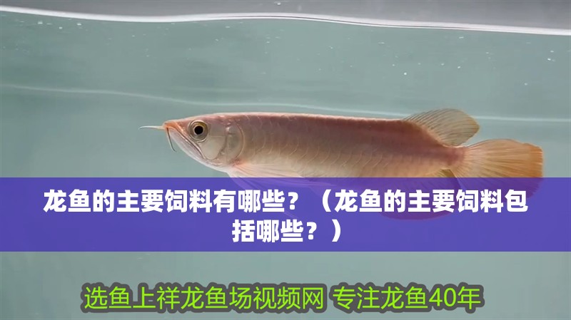 龍魚的主要飼料有哪些？（龍魚的主要飼料包括哪些？）