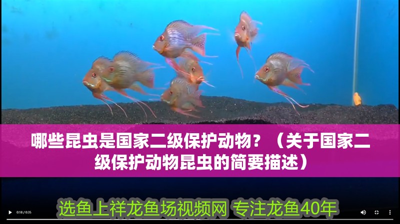 哪些昆蟲是國家二級保護動物？（關于國家二級保護動物昆蟲的簡要描述）
