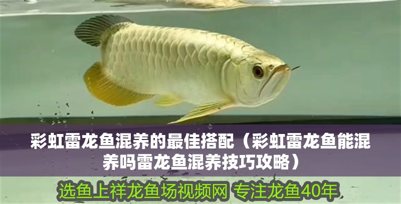 彩虹雷龍魚混養的最佳搭配（彩虹雷龍魚能混養嗎雷龍魚混養技巧攻略）