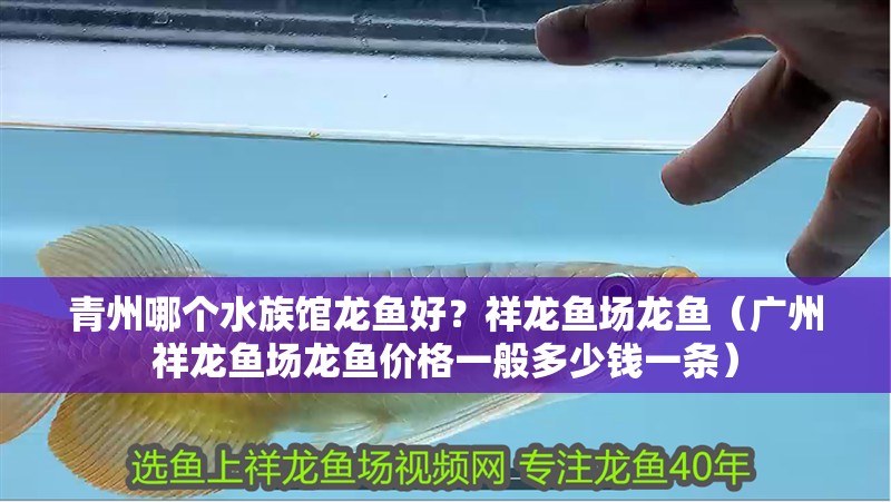 青州哪個(gè)水族館龍魚好？祥龍魚場(chǎng)龍魚（廣州祥龍魚場(chǎng)龍魚價(jià)格一般多少錢一條）