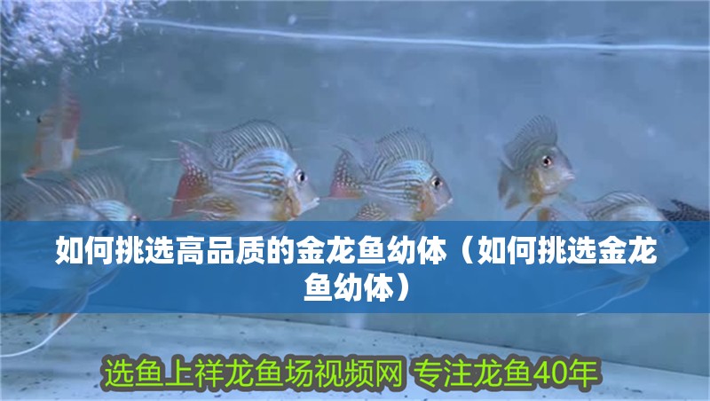 如何挑選高品質(zhì)的金龍魚(yú)幼體（如何挑選金龍魚(yú)幼體） 如何挑選高品質(zhì)的金龍魚(yú)幼體（如何挑選金龍魚(yú)幼體） 龍魚(yú)百科