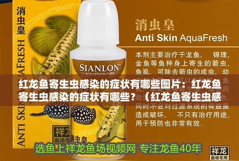紅龍魚寄生蟲感染的癥狀有哪些圖片：紅龍魚寄生蟲感染的癥狀有哪些？（紅龍魚寄生蟲感染對紅龍魚的繁殖能力會影響紅龍魚健康）