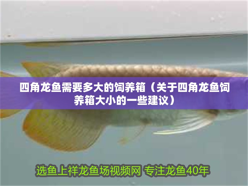四角龍魚需要多大的飼養(yǎng)箱（關(guān)于四角龍魚飼養(yǎng)箱大小的一些建議）
