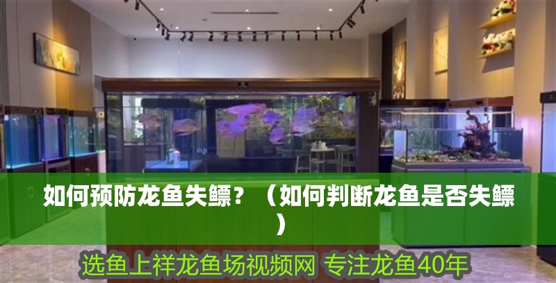 龍魚干蝦有營養(yǎng)嗎 如何預防龍魚失鰾?(如何判斷龍魚是否失鰾) 龍魚百科 如何預防龍魚失鰾?(如何判斷龍魚是否失鰾) 如何預防龍魚失鰾?(如何判斷龍魚是否失鰾) 龍魚百科