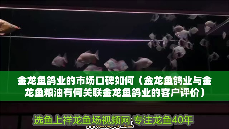 我的虎魚真菌感染了要怎么處理 金龍魚鴿業的市場口碑如何(金龍魚鴿業與金龍魚糧油有何關聯金龍魚鴿業的客戶評價) 龍魚百科 金龍魚鴿業的市場口碑如何(金龍魚鴿業與金龍魚糧油有何關聯金龍魚鴿業的客戶評價) 金龍魚鴿業的市場口碑如何(金龍魚鴿業與金龍魚糧油有何關聯金龍魚鴿業的客戶評價) 龍魚百科