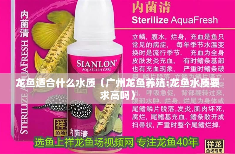 龍魚適合什么水質（廣州龍魚養殖:龍魚水質要求高嗎）