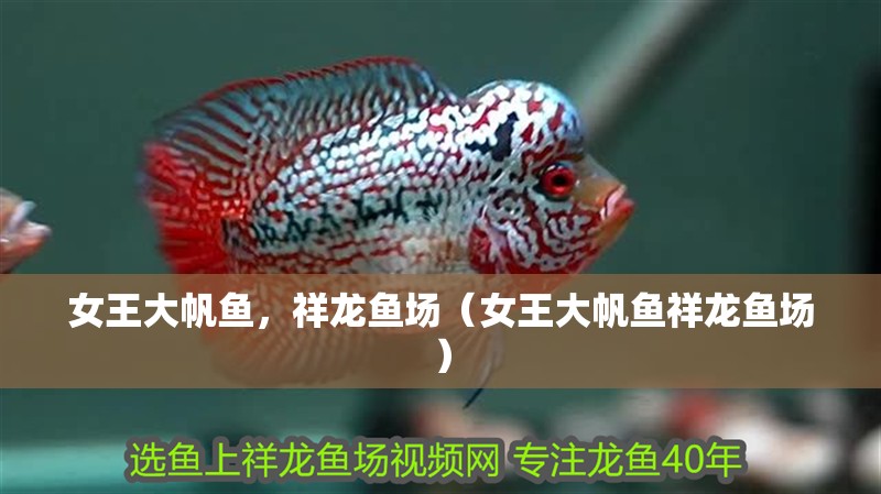 女王大帆魚(yú)，祥龍魚(yú)場(chǎng)（女王大帆魚(yú)祥龍魚(yú)場(chǎng)）