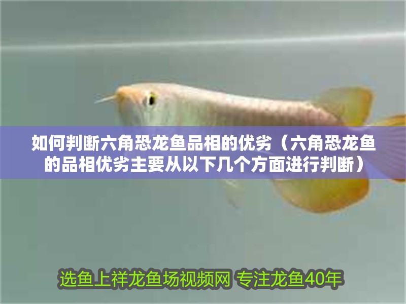 如何判斷六角恐龍魚品相的優劣（六角恐龍魚的品相優劣主要從以下幾個方面進行判斷） 如何判斷六角恐龍魚品相的優劣（六角恐龍魚的品相優劣主要從以下幾個方面進行判斷） 龍魚百科
