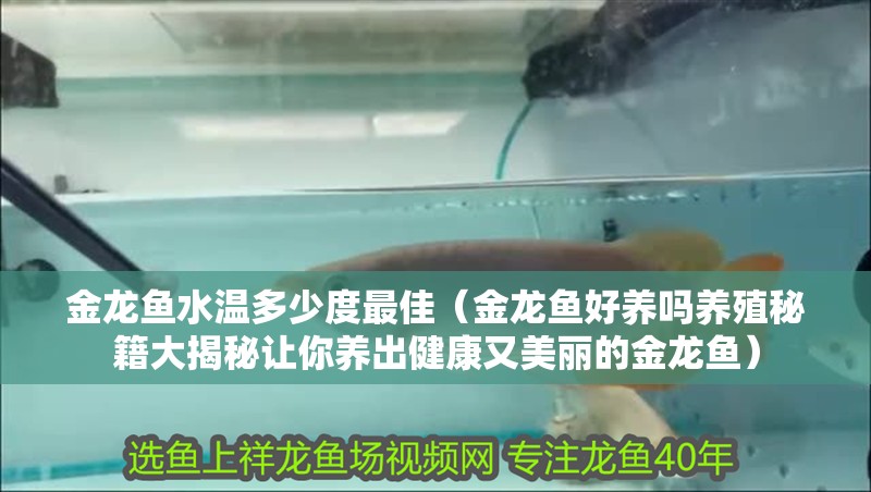 金龍魚水溫多少度最佳（金龍魚好養嗎養殖秘籍大揭秘讓你養出健康又美麗的金龍魚） 金龍魚水溫多少度最佳（金龍魚好養嗎養殖秘籍大揭秘讓你養出健康又美麗的金龍魚） 龍魚百科