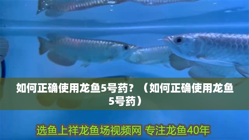 龍魚干蝦有營養嗎 如何正確使用龍魚5號藥?(如何正確使用龍魚5號藥) 龍魚百科 如何正確使用龍魚5號藥?(如何正確使用龍魚5號藥) 如何正確使用龍魚5號藥?(如何正確使用龍魚5號藥) 龍魚百科