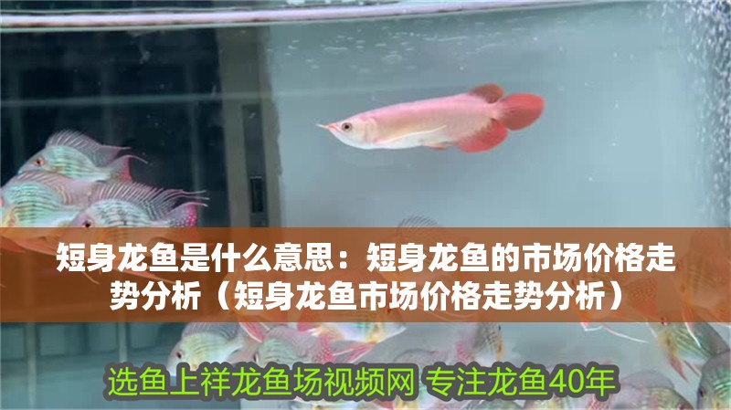 紅龍魚用黃燈烤有用嗎 短身龍魚是什么意思:短身龍魚的市場價格走勢分析(短身龍魚市場價格走勢分析) 水族問答 短身龍魚是什么意思:短身龍魚的市場價格走勢分析(短身龍魚市場價格走勢分析) 短身龍魚是什么意思:短身龍魚的市場價格走勢分析(短身龍魚市場價格走勢分析) 水族問答