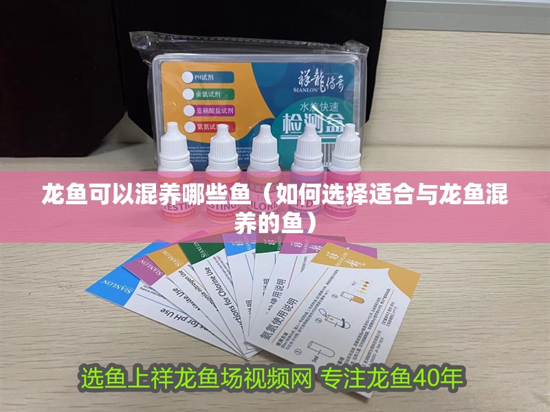龍魚可以混養(yǎng)哪些魚（如何選擇適合與龍魚混養(yǎng)的魚）