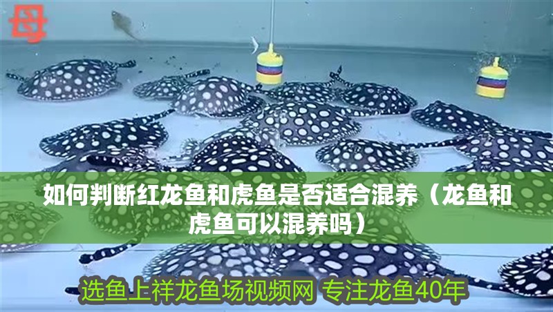 鸚鵡魚和銀龍魚混養怎樣喂食 如何判斷紅龍魚和虎魚是否適合混養(龍魚和虎魚可以混養嗎) 龍魚百科 如何判斷紅龍魚和虎魚是否適合混養(龍魚和虎魚可以混養嗎) 如何判斷紅龍魚和虎魚是否適合混養(龍魚和虎魚可以混養嗎) 龍魚百科
