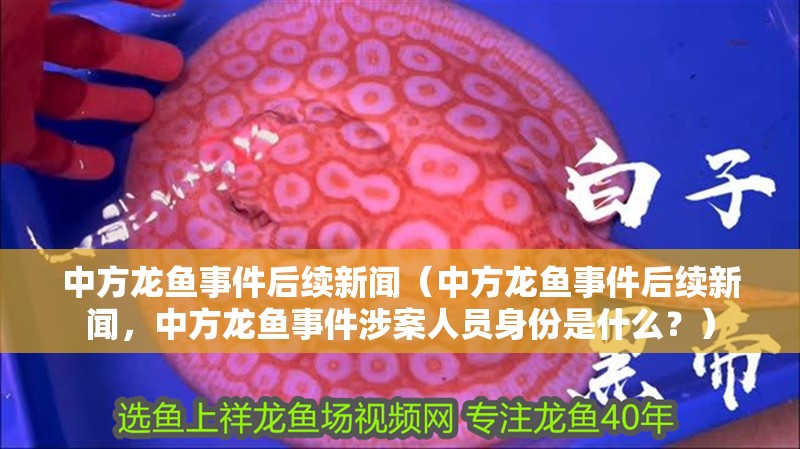 中方龍魚事件后續新聞（中方龍魚事件后續新聞，中方龍魚事件涉案人員身份是什么？） 中方龍魚事件后續新聞（中方龍魚事件后續新聞，中方龍魚事件涉案人員身份是什么？） 觀賞魚百科