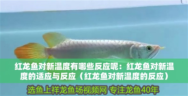 紅龍魚對(duì)新溫度有哪些反應(yīng)呢：紅龍魚對(duì)新溫度的適應(yīng)與反應(yīng)（紅龍魚對(duì)新溫度的反應(yīng)）