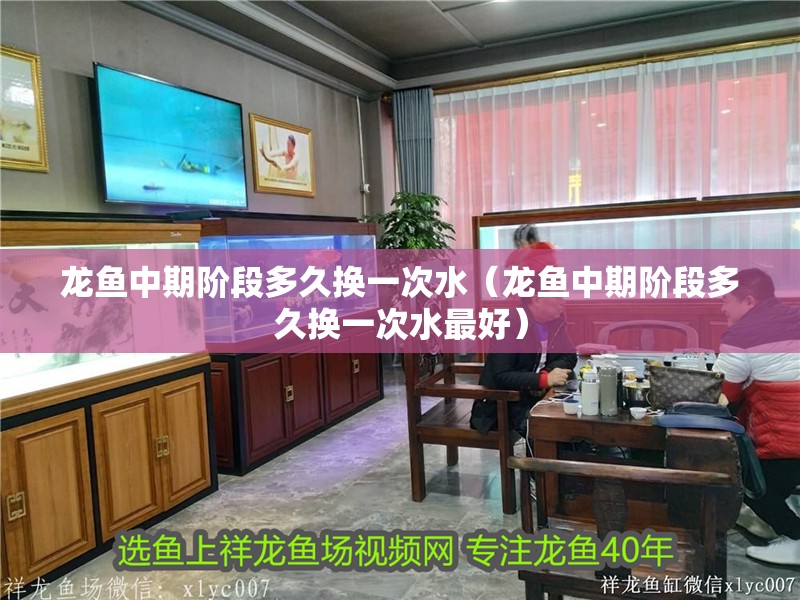 龍魚中期階段多久換一次水（龍魚中期階段多久換一次水最好） 龍魚中期階段多久換一次水（龍魚中期階段多久換一次水最好） 龍魚百科