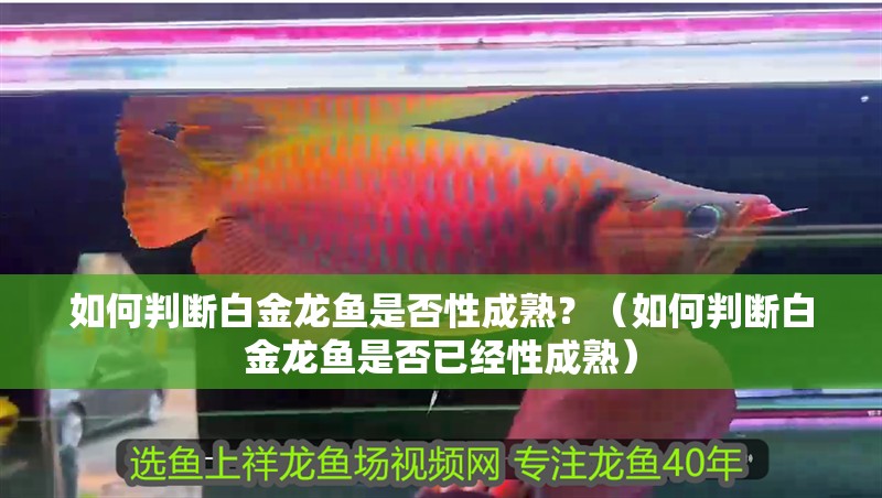 如何判斷白金龍魚(yú)是否性成熟？（如何判斷白金龍魚(yú)是否已經(jīng)性成熟） 如何判斷白金龍魚(yú)是否性成熟？（如何判斷白金龍魚(yú)是否已經(jīng)性成熟） 龍魚(yú)百科