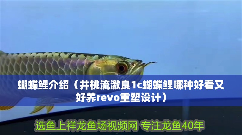 蝴蝶鯉介紹（井桃流激良1c蝴蝶鯉哪種好看又好養(yǎng)revo重塑設計）