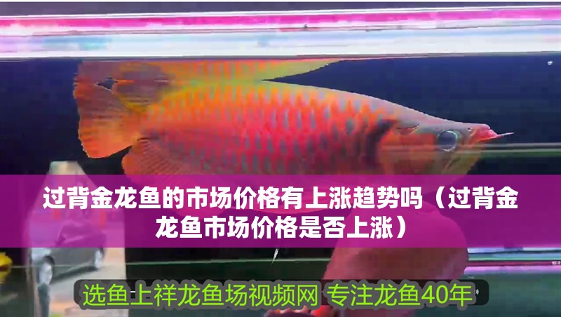 過背金龍魚的市場價格有上漲趨勢嗎（過背金龍魚市場價格是否上漲）