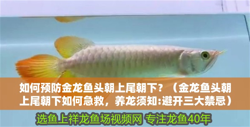 如何預(yù)防金龍魚頭朝上尾朝下？（金龍魚頭朝上尾朝下如何急救，養(yǎng)龍須知:避開三大禁忌）