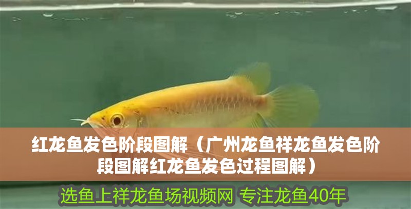 紅龍魚發色階段圖解（廣州龍魚祥龍魚發色階段圖解紅龍魚發色過程圖解）