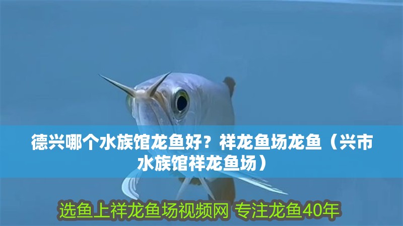 德興哪個水族館龍魚好？祥龍魚場龍魚（興市水族館祥龍魚場）