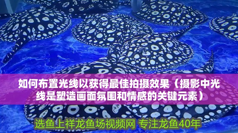 魚缸用增氧泵價格是多少:魚缸增氧機-xtrac增氧機-xtrac增氧機 如何布置光線以獲得最佳拍攝效果(攝影中光線是塑造畫面氛圍和情感的關鍵元素) 龍魚百科 如何布置光線以獲得最佳拍攝效果(攝影中光線是塑造畫面氛圍和情感的關鍵元素) 如何布置光線以獲得最佳拍攝效果(攝影中光線是塑造畫面氛圍和情感的關鍵元素) 龍魚百科