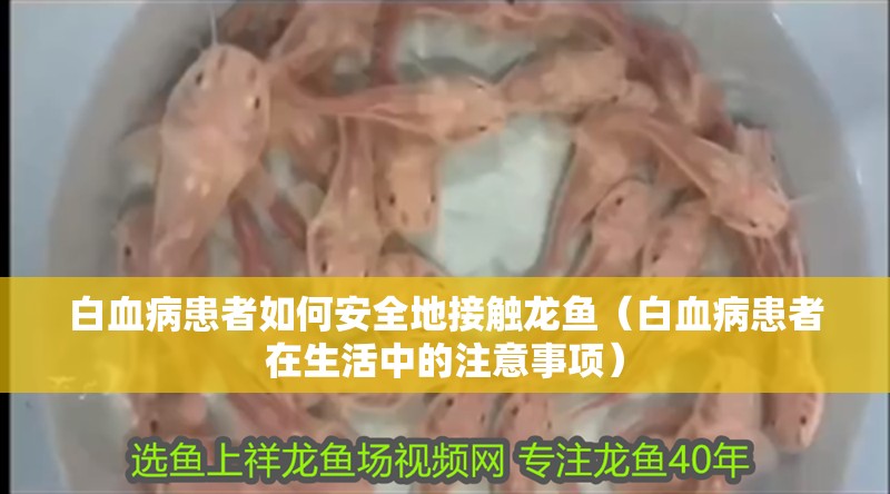 白血病患者如何安全地接觸龍魚（白血病患者在生活中的注意事項）