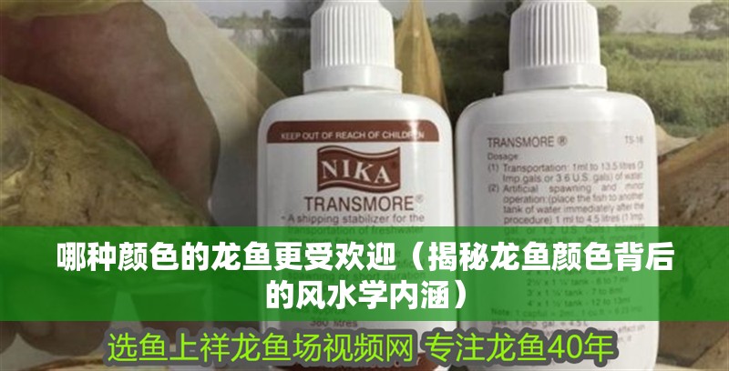 哪種顏色的龍魚更受歡迎（揭秘龍魚顏色背后的風水學內涵）
