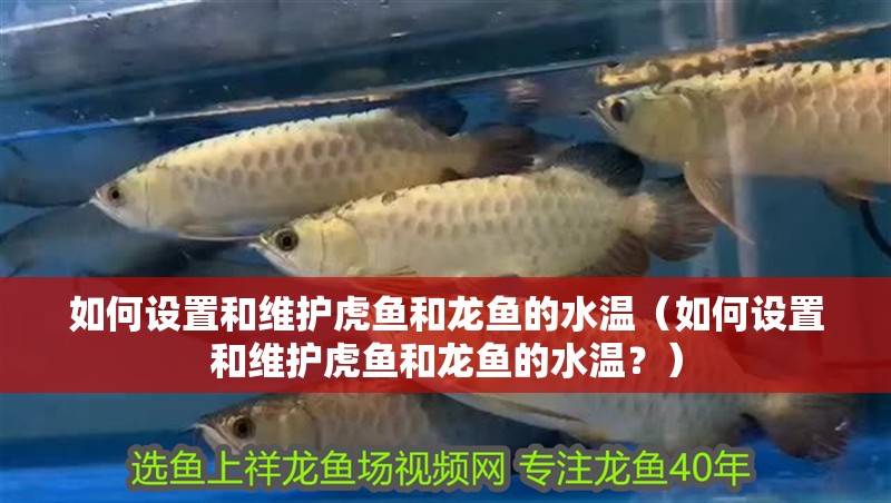 什么魚能和龍魚、虎魚混養(龍魚能和虎魚混養嗎) 如何設置和維護虎魚和龍魚的水溫(如何設置和維護虎魚和龍魚的水溫?) 龍魚百科 如何設置和維護虎魚和龍魚的水溫(如何設置和維護虎魚和龍魚的水溫?) 如何設置和維護虎魚和龍魚的水溫(如何設置和維護虎魚和龍魚的水溫?) 龍魚百科