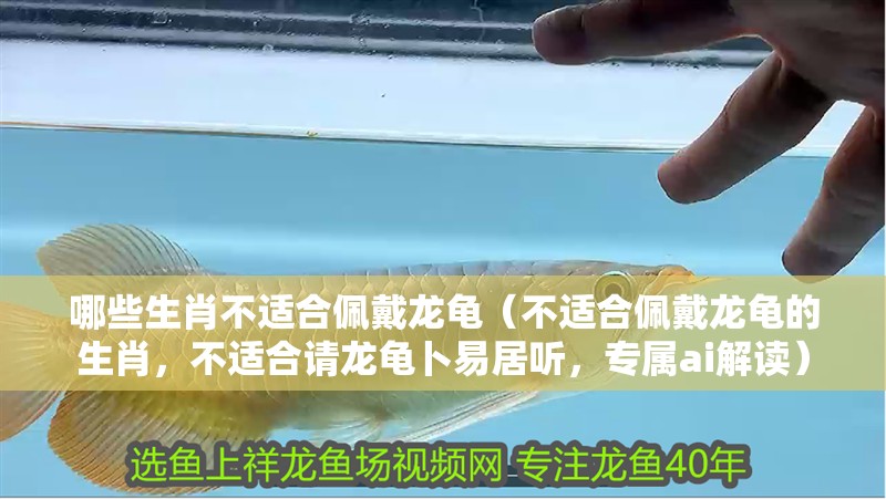 哪些生肖不適合佩戴龍龜（不適合佩戴龍龜?shù)纳?，不適合請龍龜卜易居聽，專屬ai解讀）