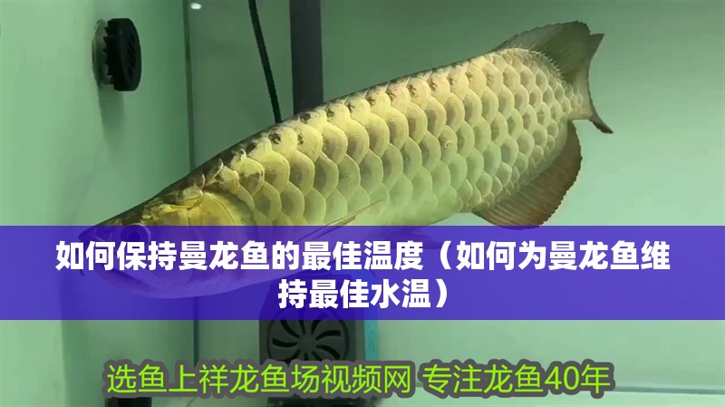 如何保持曼龍魚的最佳溫度（如何為曼龍魚維持最佳水溫）