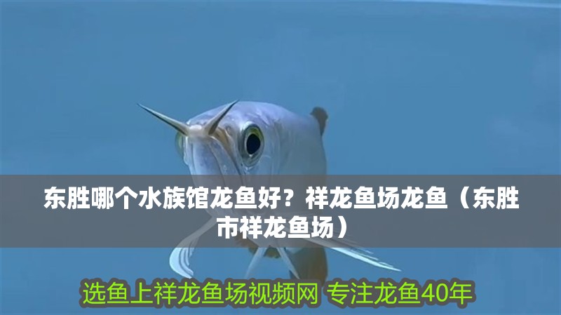 東勝哪個水族館龍魚好？祥龍魚場龍魚（東勝市祥龍魚場） 東勝哪個水族館龍魚好？祥龍魚場龍魚（東勝市祥龍魚場） 龍魚百科