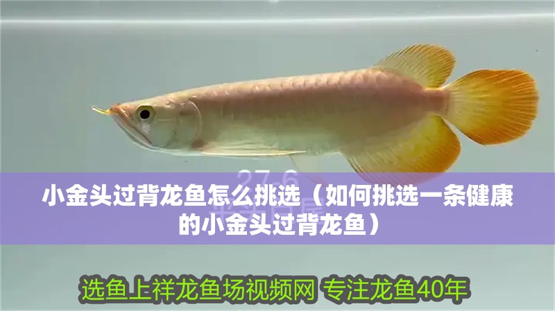 小金頭過背龍魚怎么挑選（如何挑選一條健康的小金頭過背龍魚）